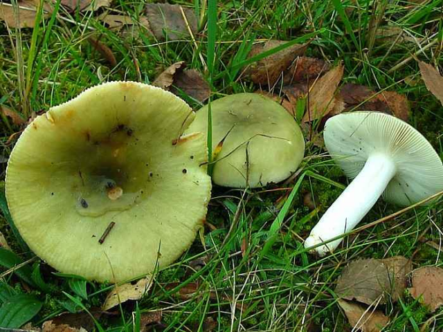 Мицелий Сыроежки зеленой (Russula aeruginea)